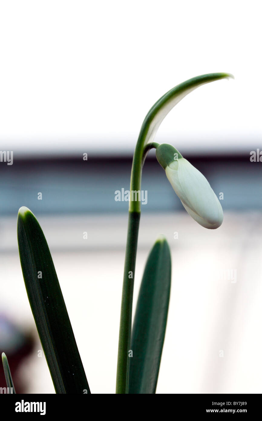 Galanthus snowdrop, spring flower grown from bulbs Stock Photo Alamy
