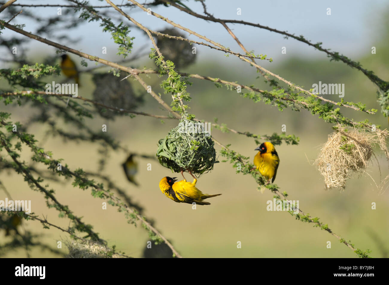 Safaritour High Resolution Stock Photography and Images - Alamy