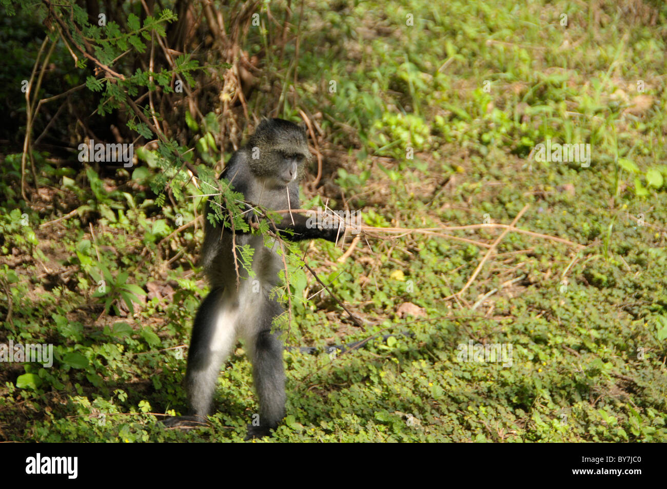 Safaritour hi-res stock photography and images - Alamy
