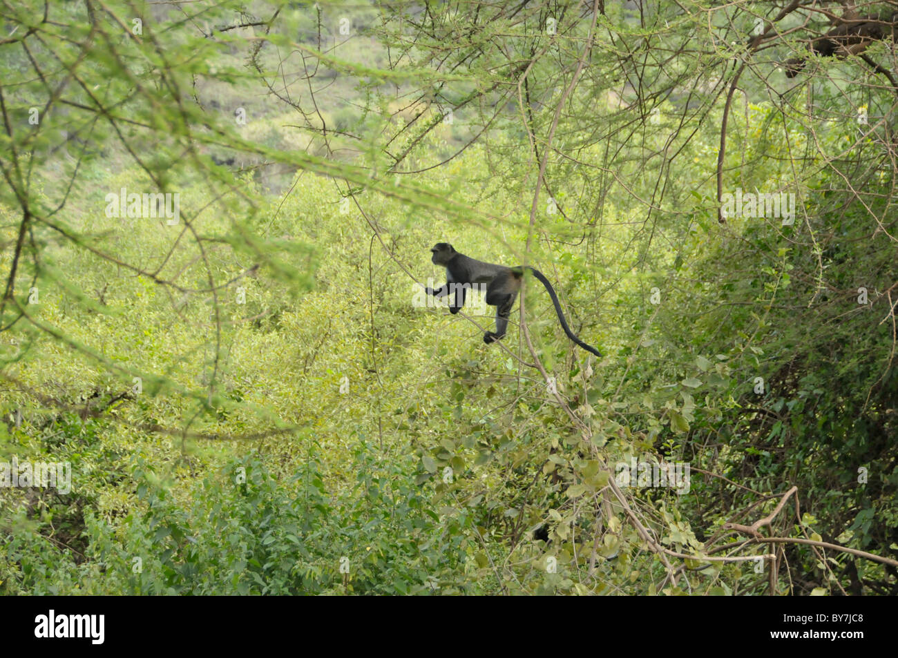 Safaritour High Resolution Stock Photography and Images - Alamy