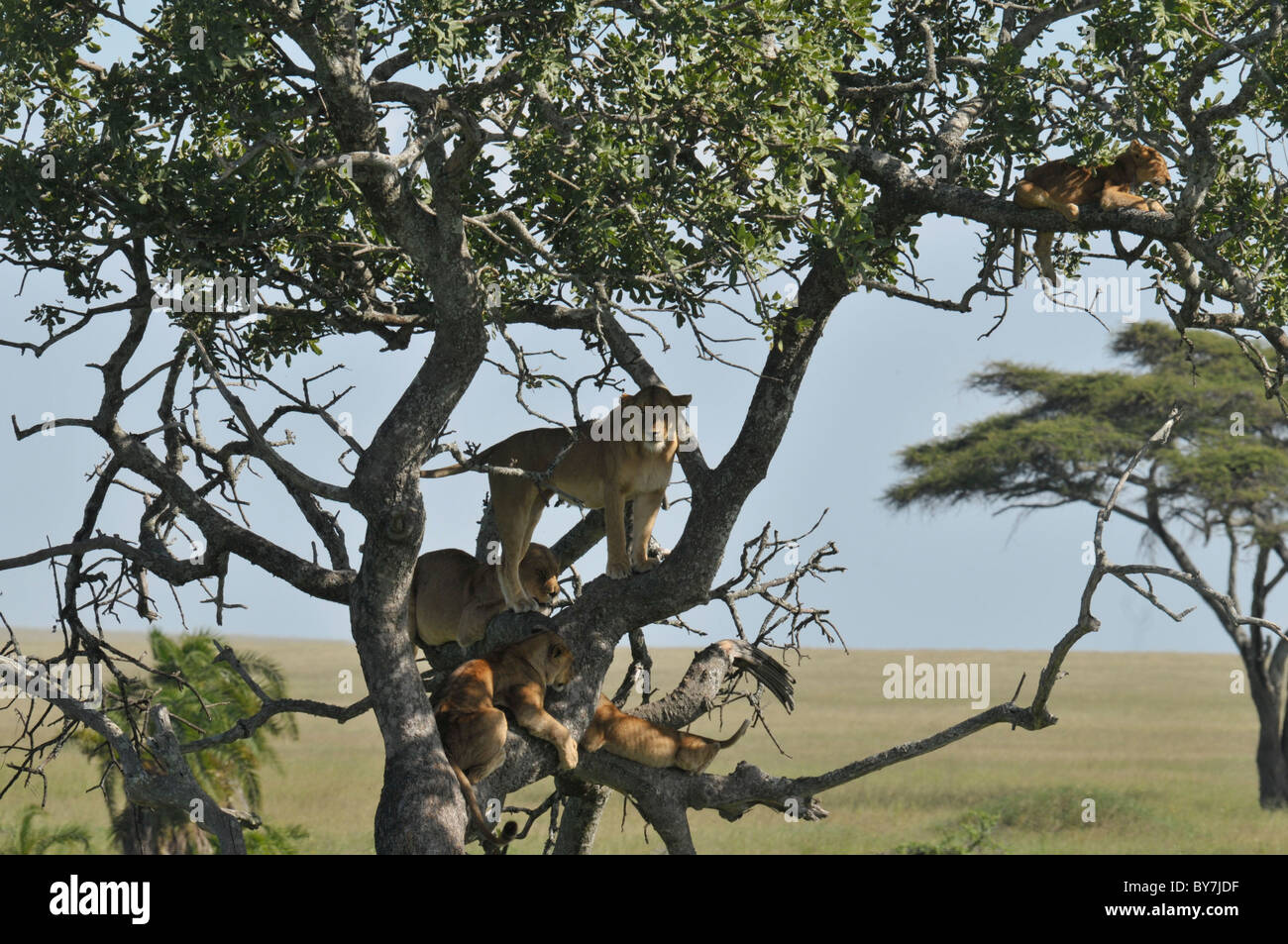 Safaritour High Resolution Stock Photography and Images - Alamy