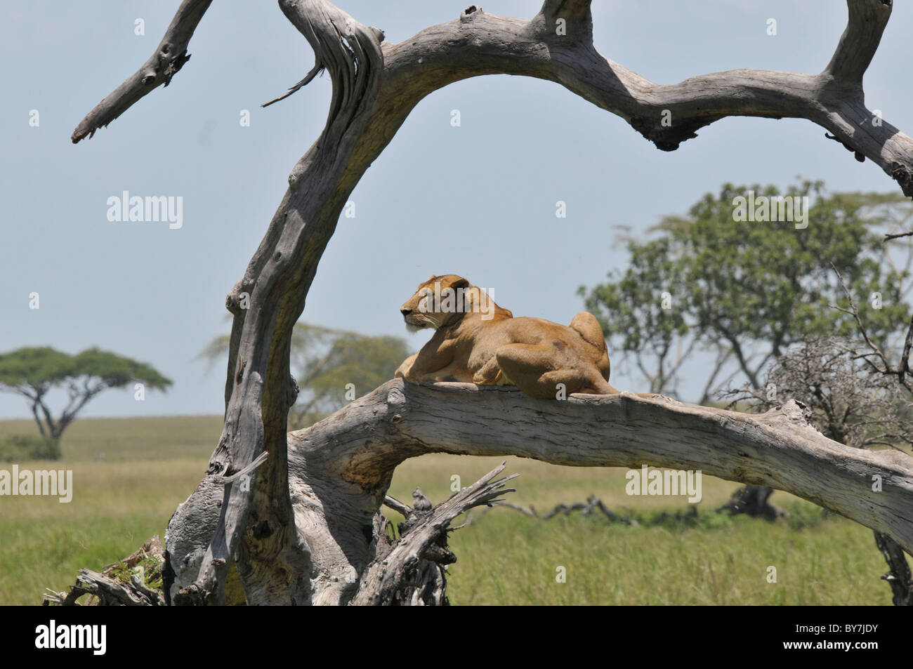 Safaritour High Resolution Stock Photography and Images - Alamy