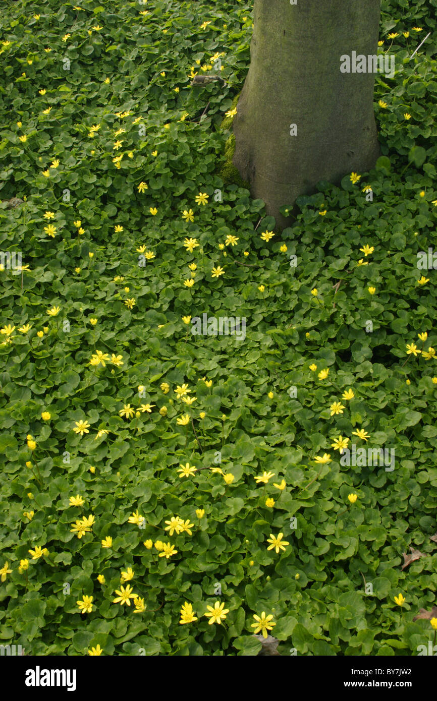Lesser Celandines (Ranunculus ficaria), Yorkshire woodland, England, UK Stock Photo