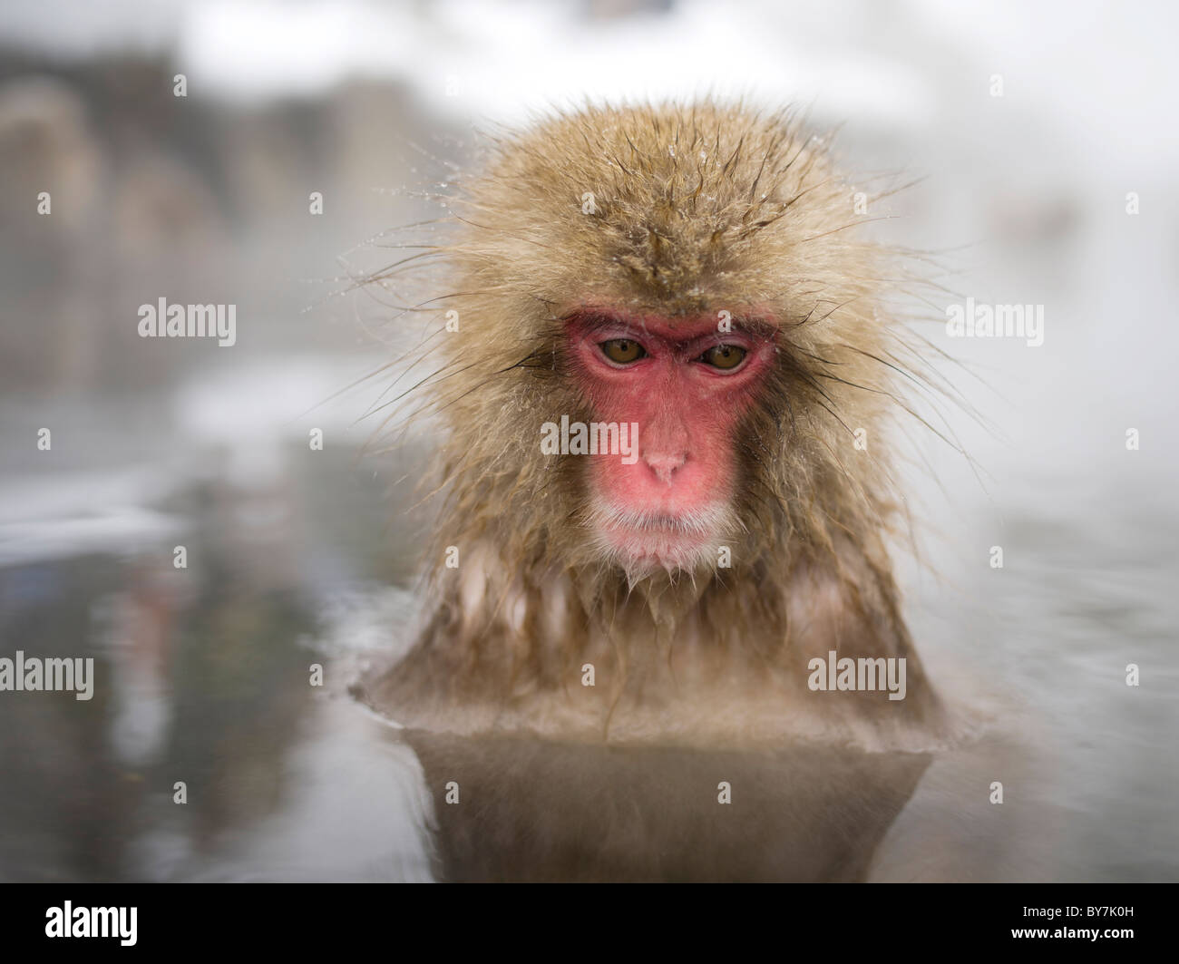 Japanese Snow Monkeys  Jigokudani Onsen, Nagano Prefecture Stock Photo
