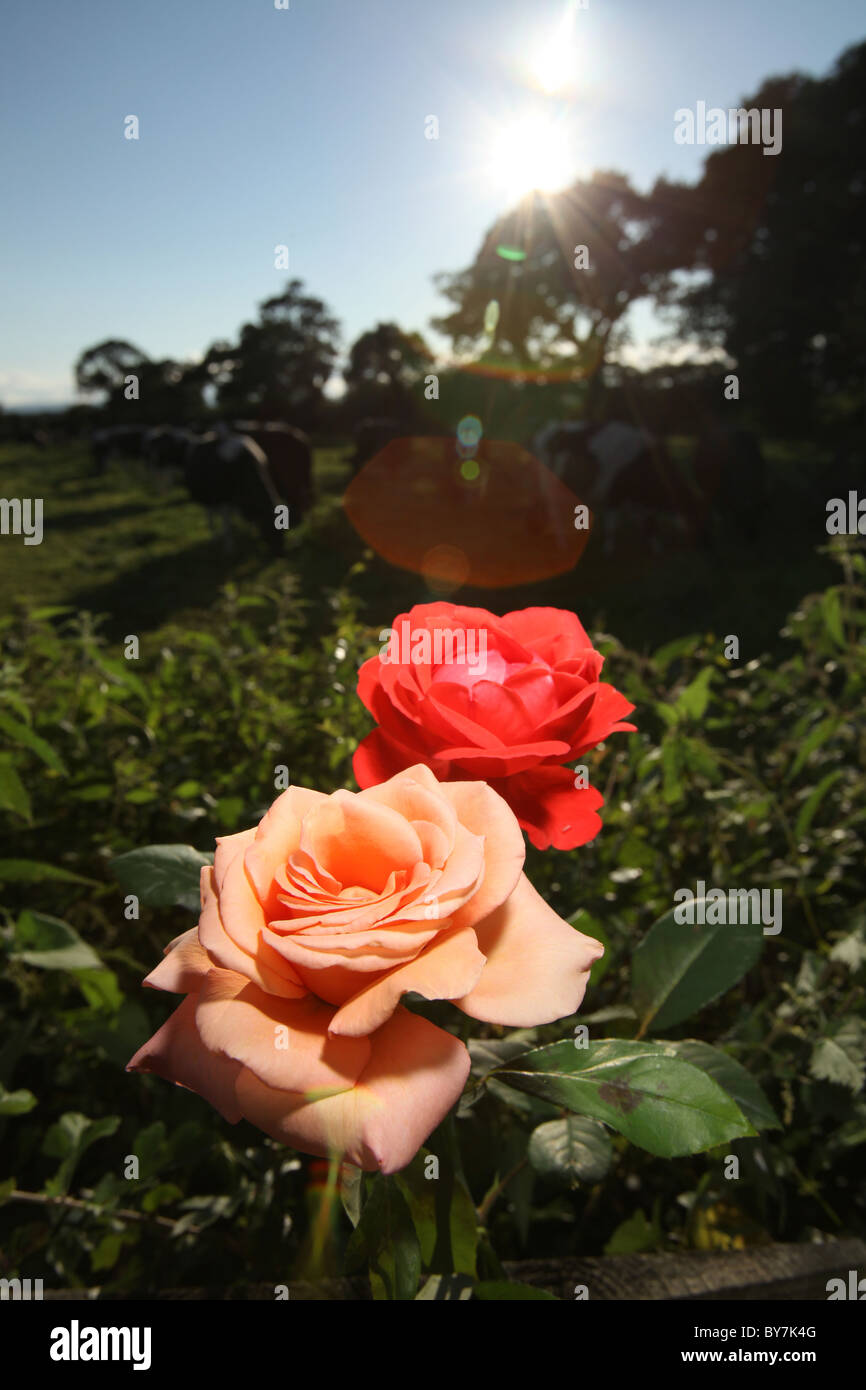 Close up of english red rose in full bloom hi-res stock photography and ...