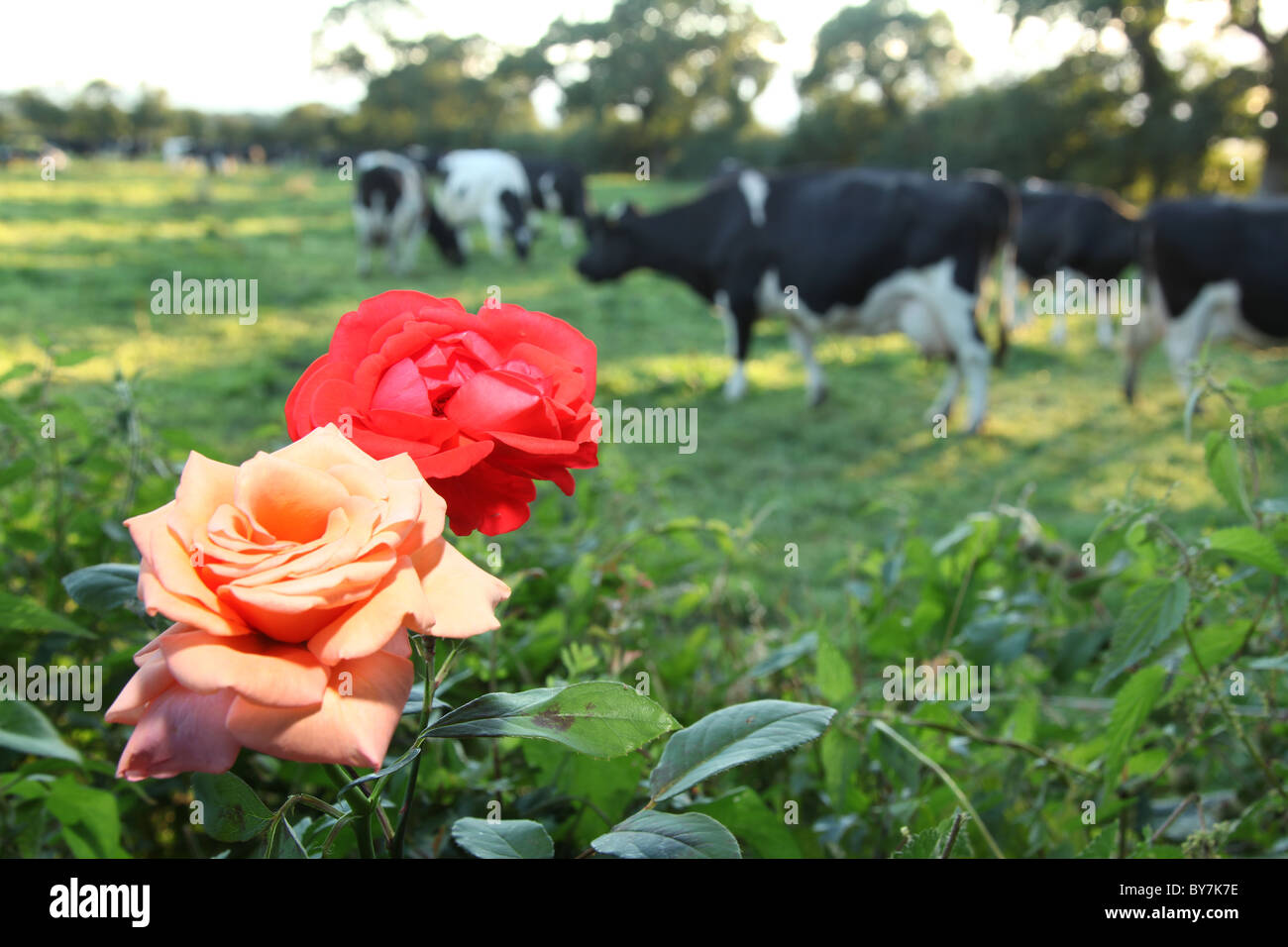 Village of Coddington, England. Red and pink rose in full bloom with ...
