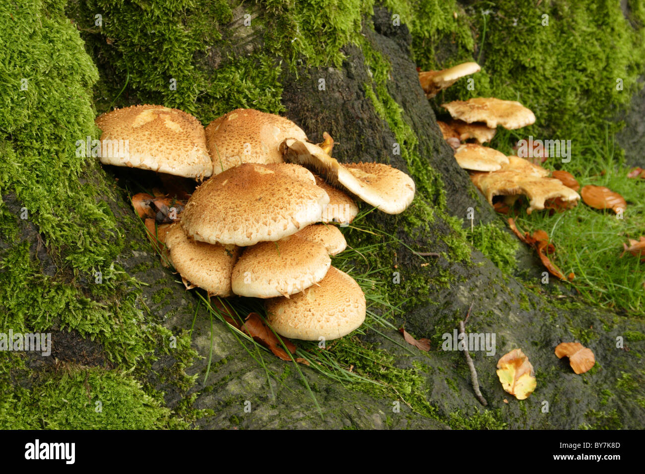 Fungi colony at base of tree, Yorkshire, UK Stock Photo