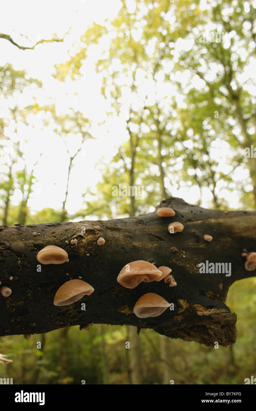 Jew's Ear fungi (Auricularia auricula-judae) Stock Photo