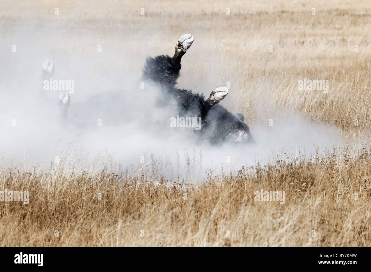 An adult alpha male American Bison rolling and dusting during the rut Stock Photo