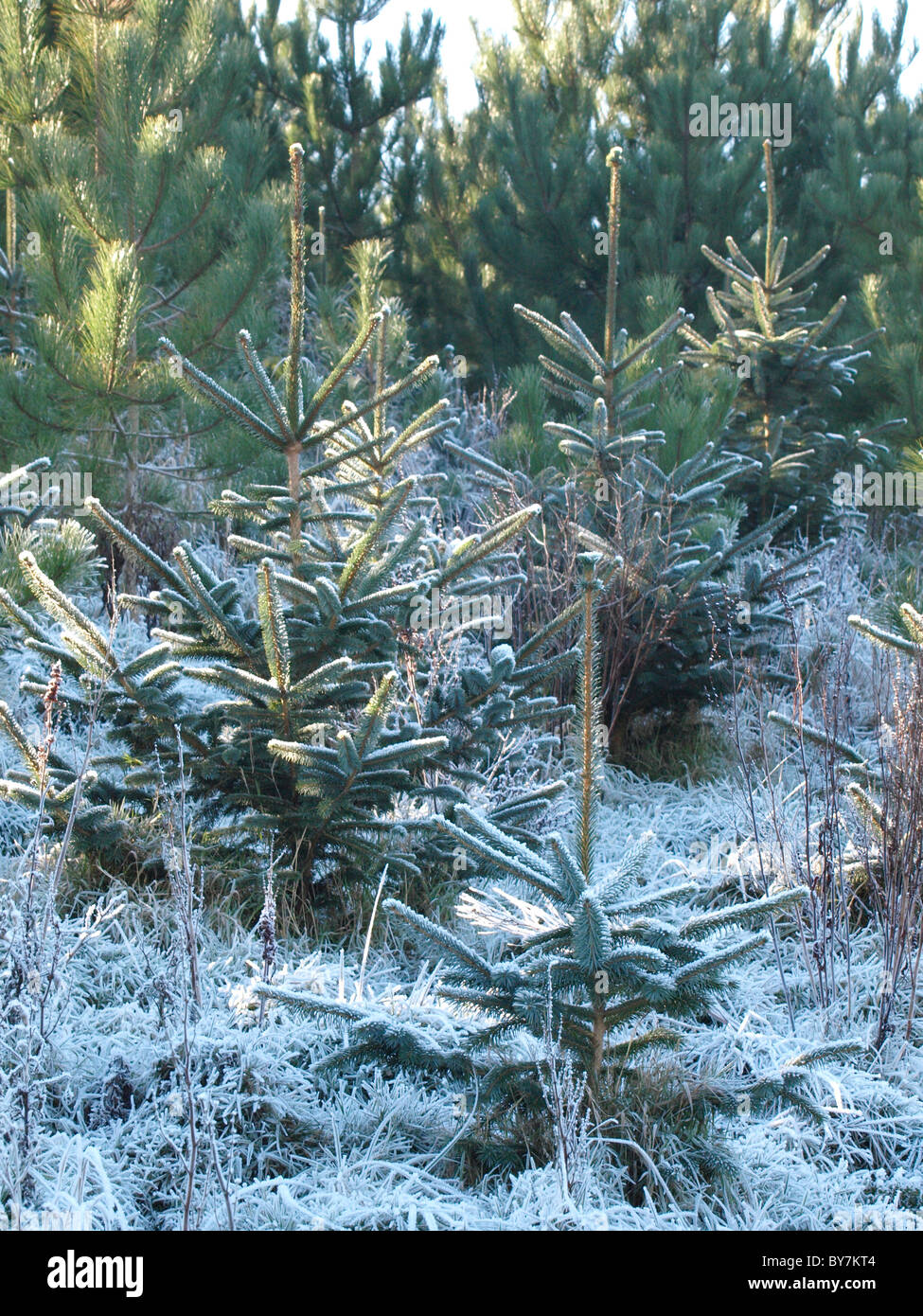 Frozen Christmas trees, UK Stock Photo Alamy