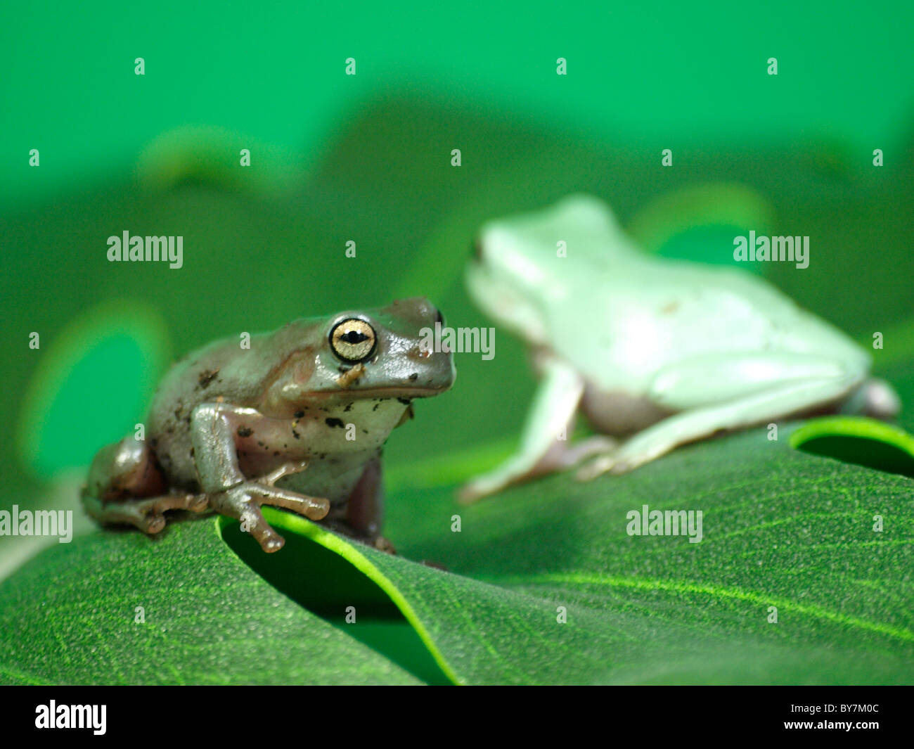 pet White's tree frogs, UK Stock Photo
