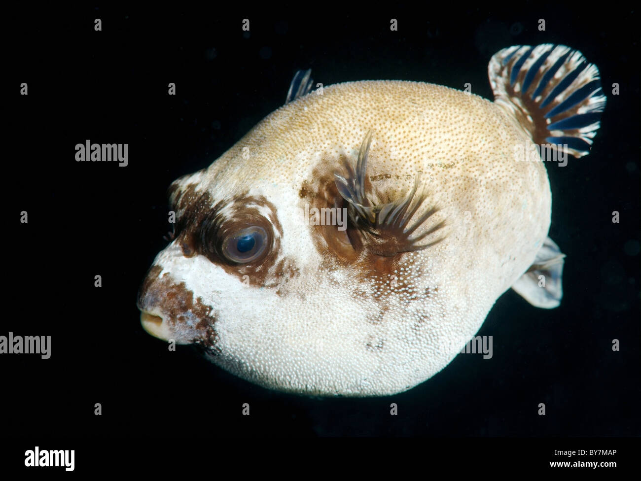Masked Puffer arothron Diadematus Stock Photo Alamy Masked Puffer arothron Diadematus Stock Photo Alamy