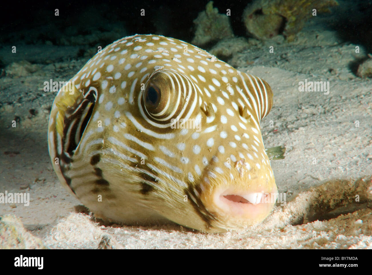 White-spotted puffer (Arothron hispidus) Stock Photo