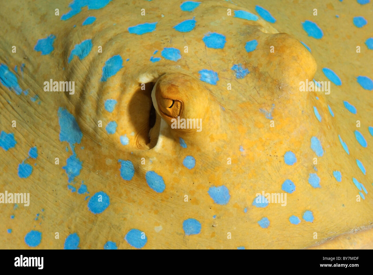 Taeniura lymma (Blue Spotted stingray) Stock Photo