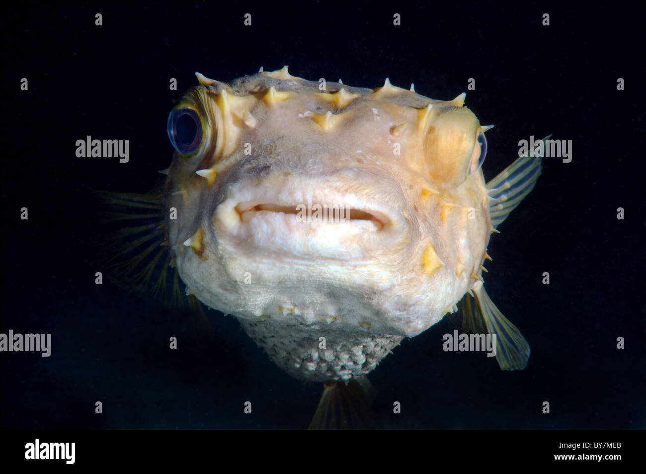 Cyclichtys orbicularis (Orbicular Burrfish) Stock Photo