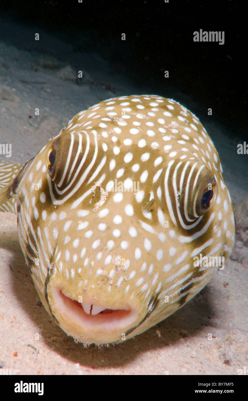 White-spotted puffer (Arothron hispidus) Stock Photo