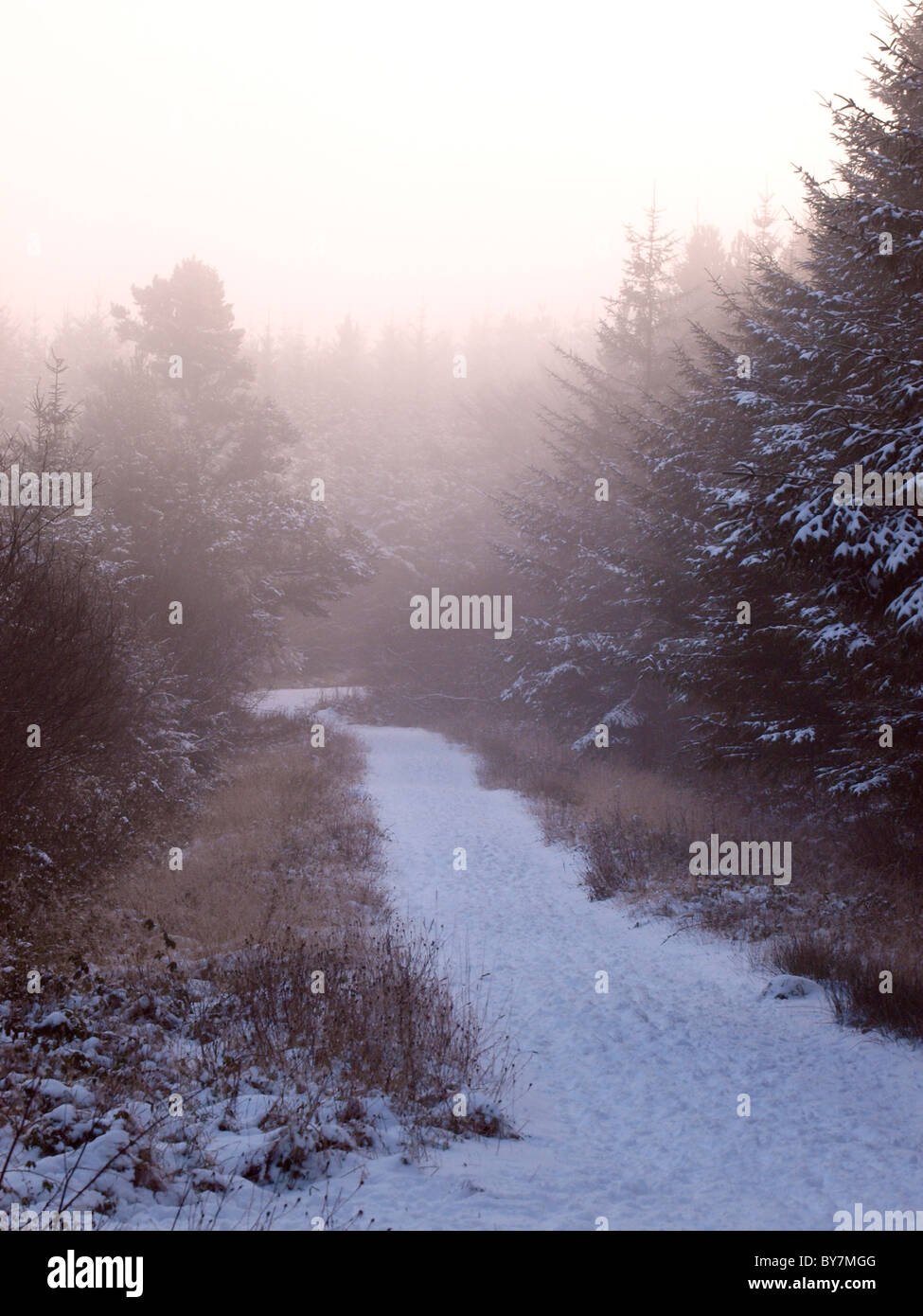 snow covered path through the woods in the mist, Devon, UK Stock Photo