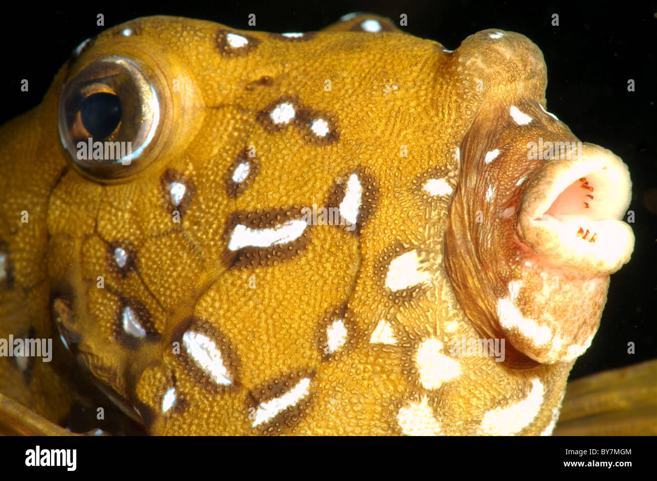 Black-spotted boxfish, Blue-spotted boxfish or Yellow boxfish (Ostracion cubicus) Red sea, Egypt Stock Photo