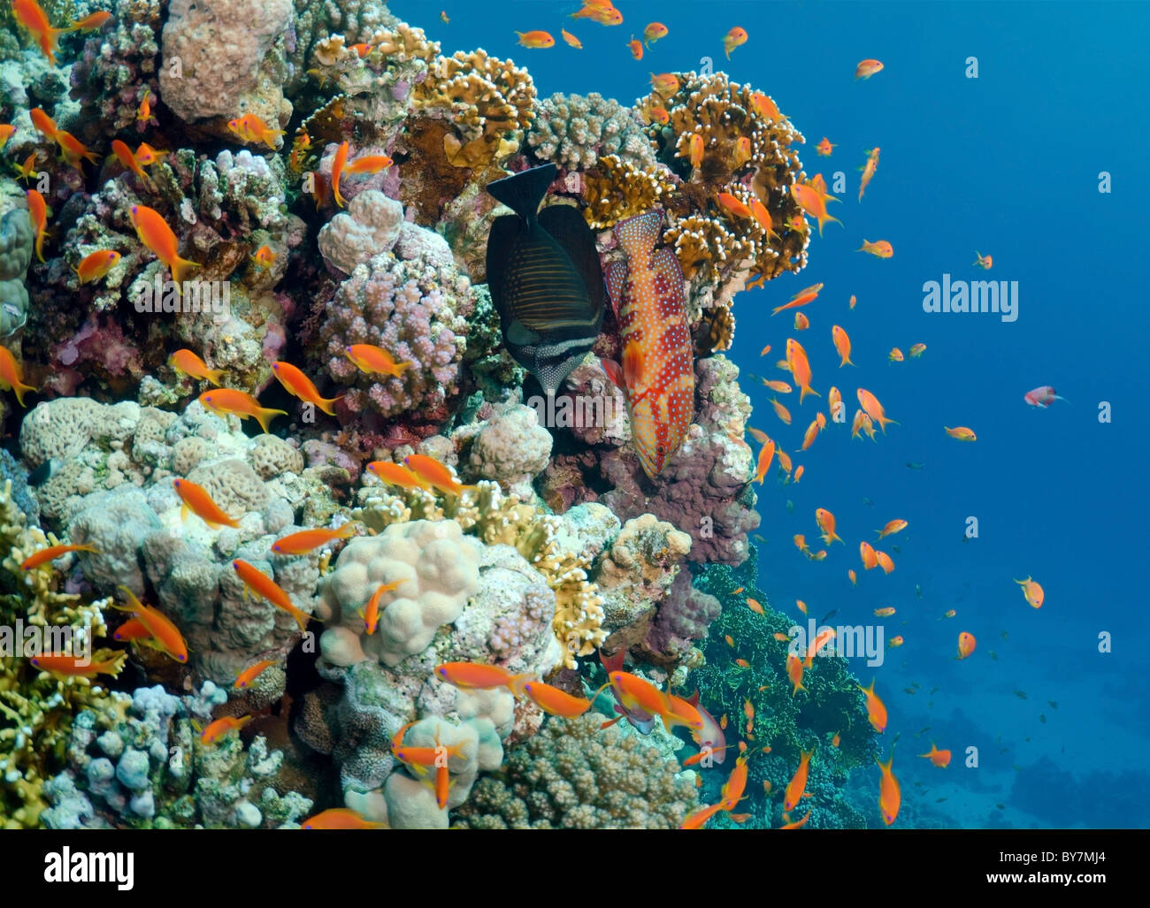 Sea goldie Jevel fairy basslet (Pseudanthias squamipinnis) Stock Photo
