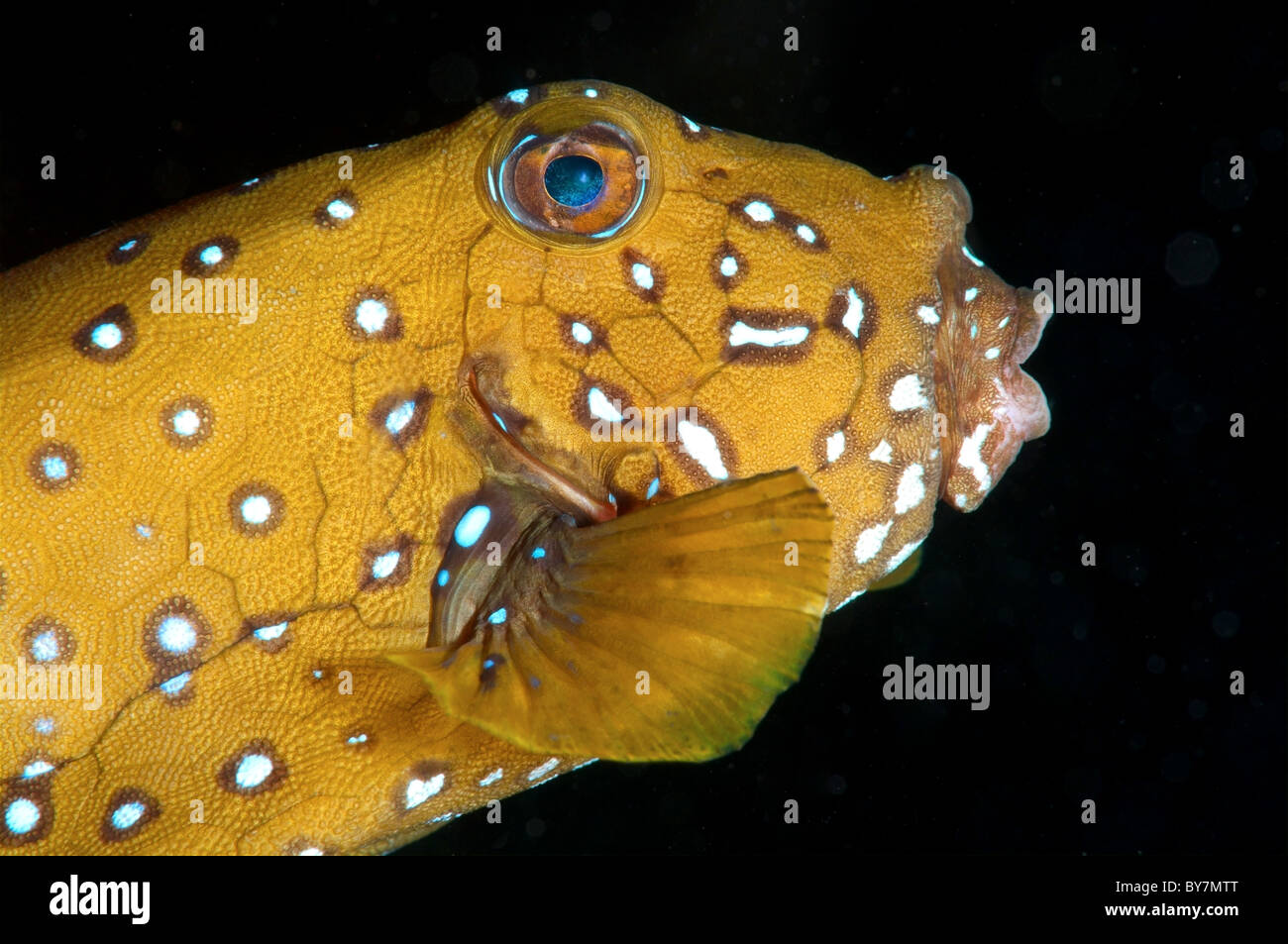 Black-spotted boxfish, Blue-spotted boxfish or Yellow boxfish (Ostracion cubicus) Red sea, Egypt Stock Photo