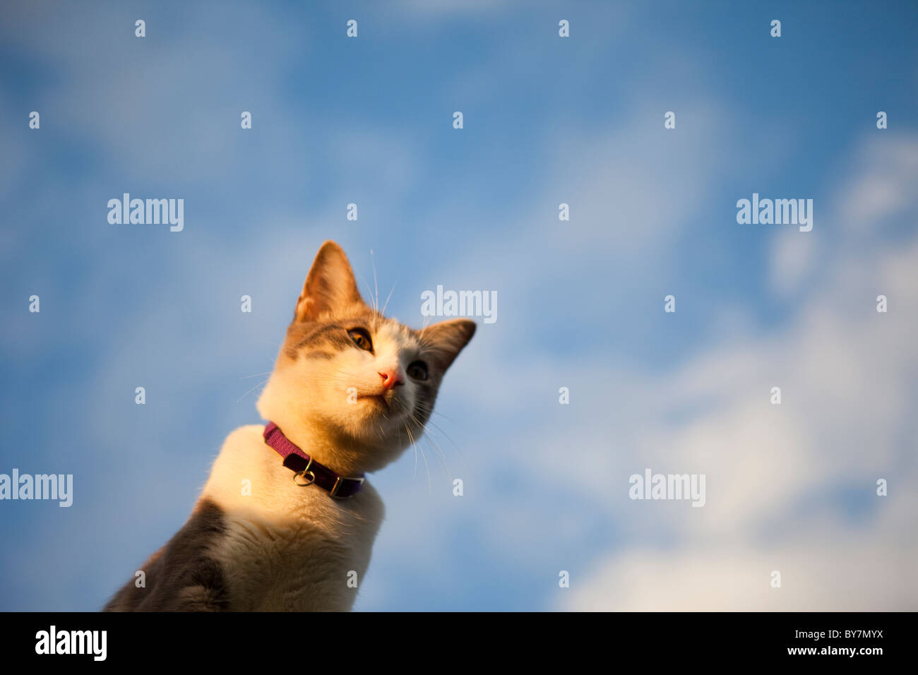 cat looking beyond Stock Photo