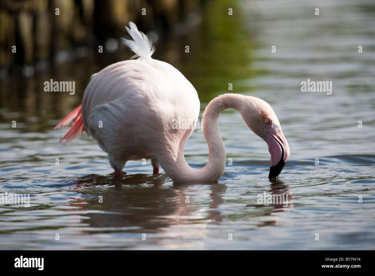 A Lesser Flamingo with ruffled feathers, wading in the water searching for food. Stock Photo