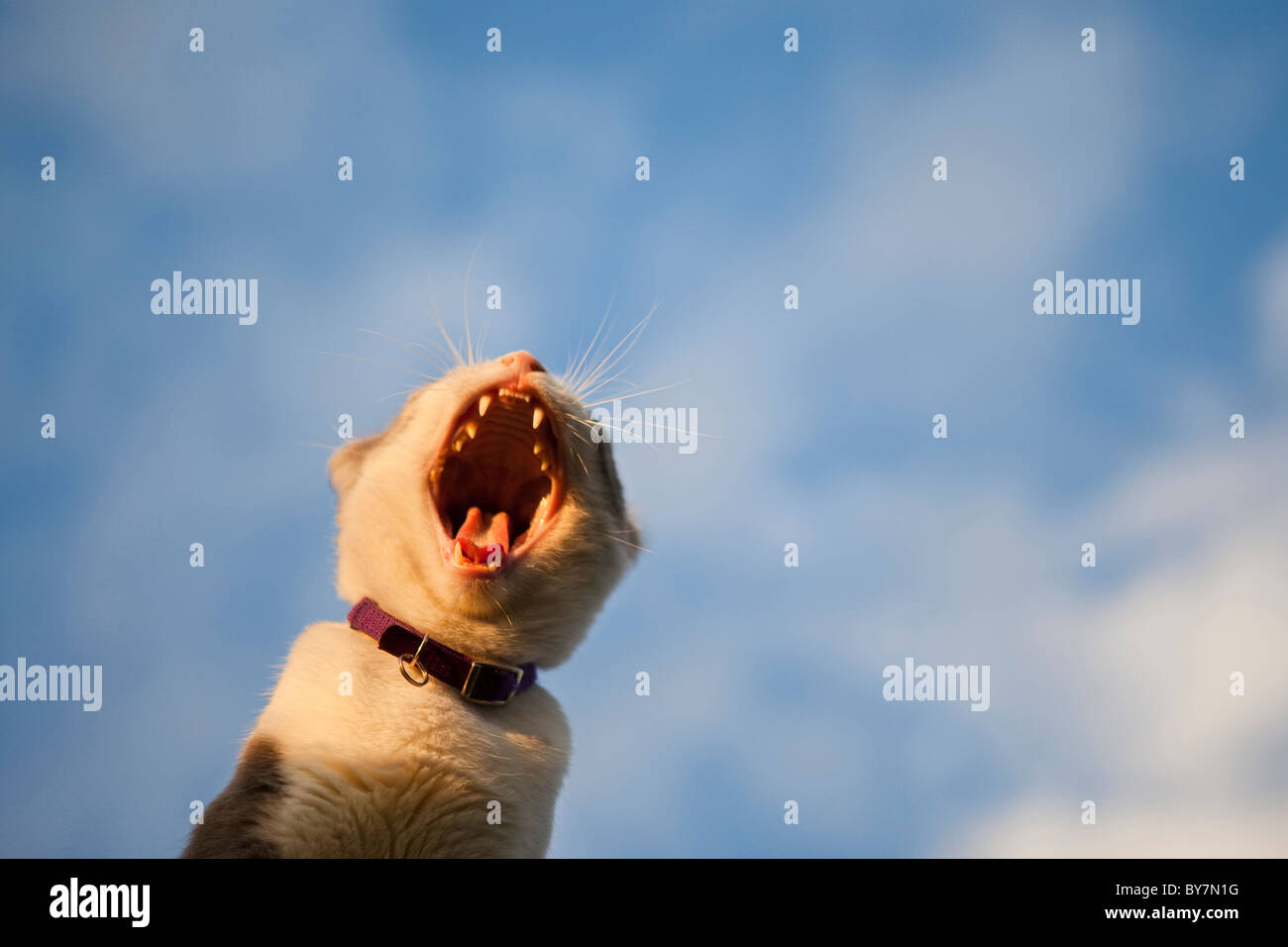 cat yawning Stock Photo