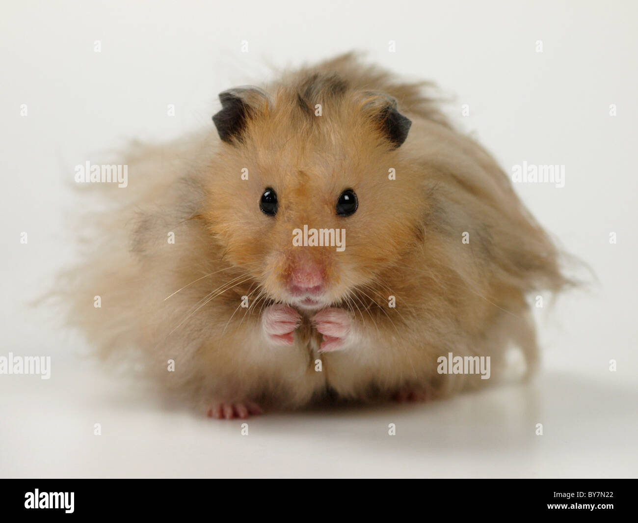 Fluffy the hamster hi-res stock photography and images pic