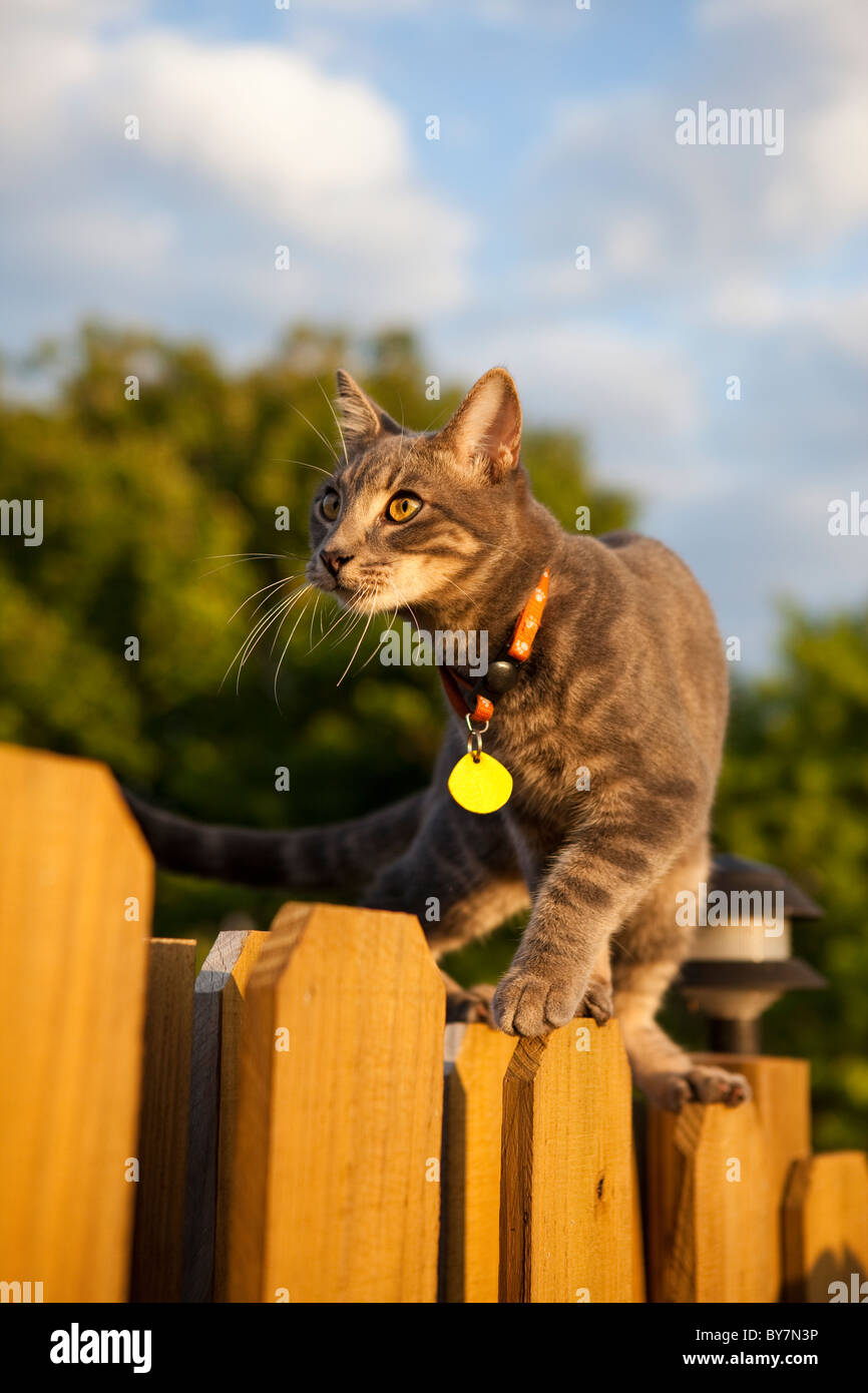 tabby cat walking on fence Stock Photo - Alamy