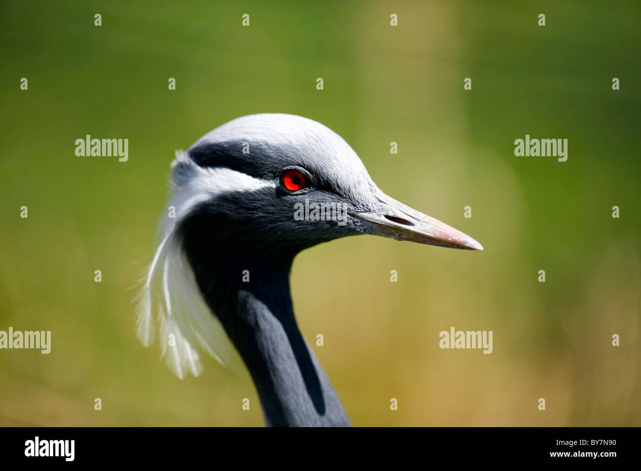 A beautiful looking Crane displaying their white head feathers. Stock Photo