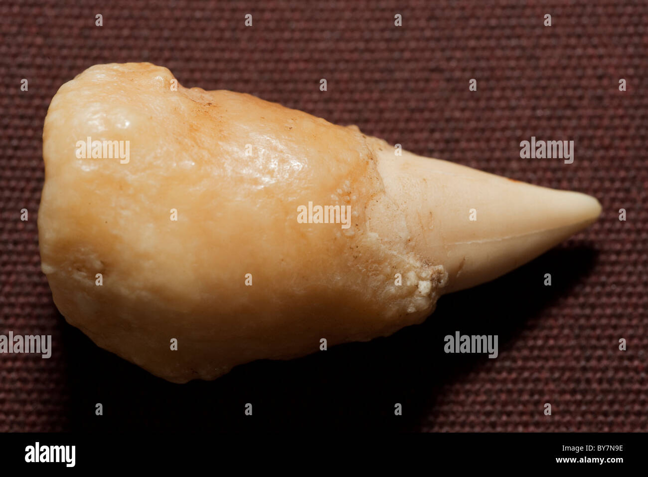 Tooth of a male Longmans Beaked Whale, Indopacetus pacificus, stranded in the Maldives, Indian Ocean. Stock Photo