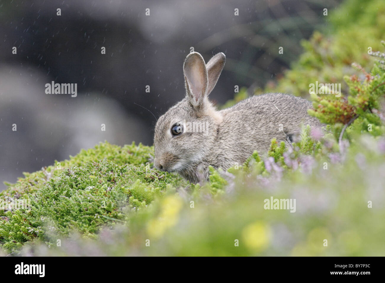 Rabbit (Oryctolagus cuniculus) in the rain, Handa Island, Scotland, UK Stock Photo