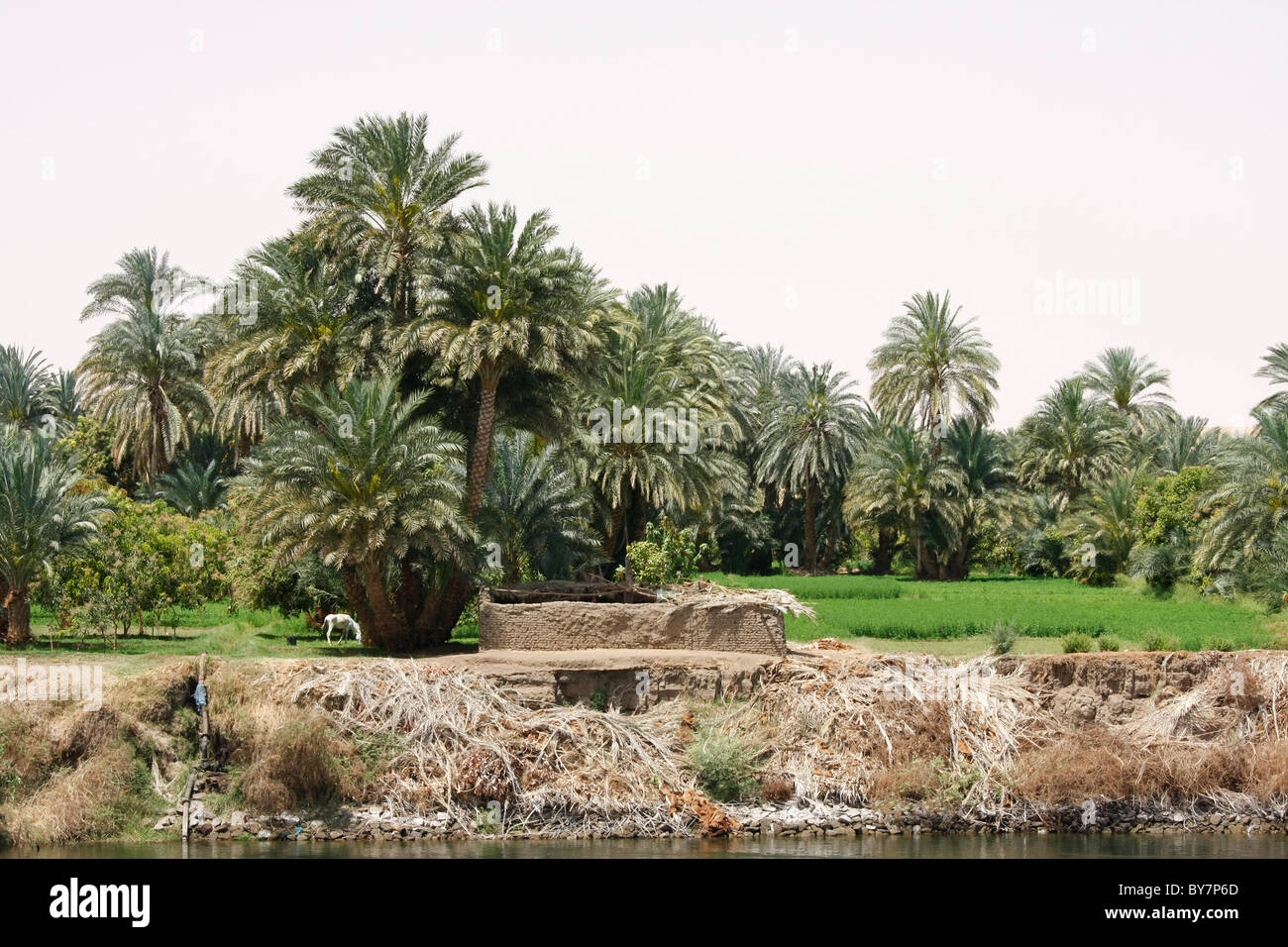 The bank of the River Nile in Egypt, showing the cultivation possible using the Nile's waters. Stock Photo