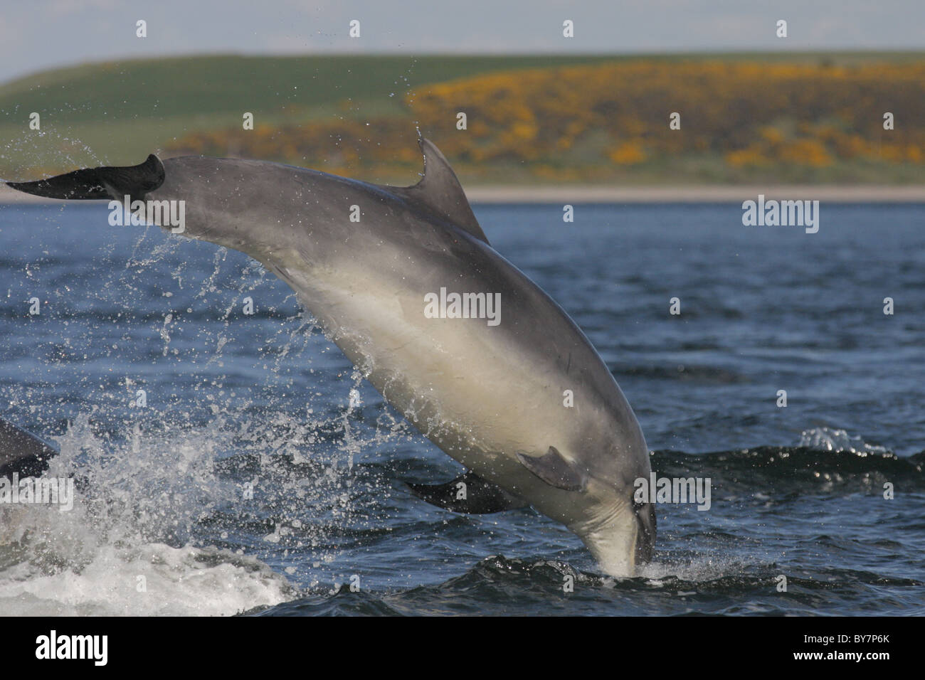 Bottlenose Dolphin (Tursiops truncatus) leaping in the Moray Firth ...