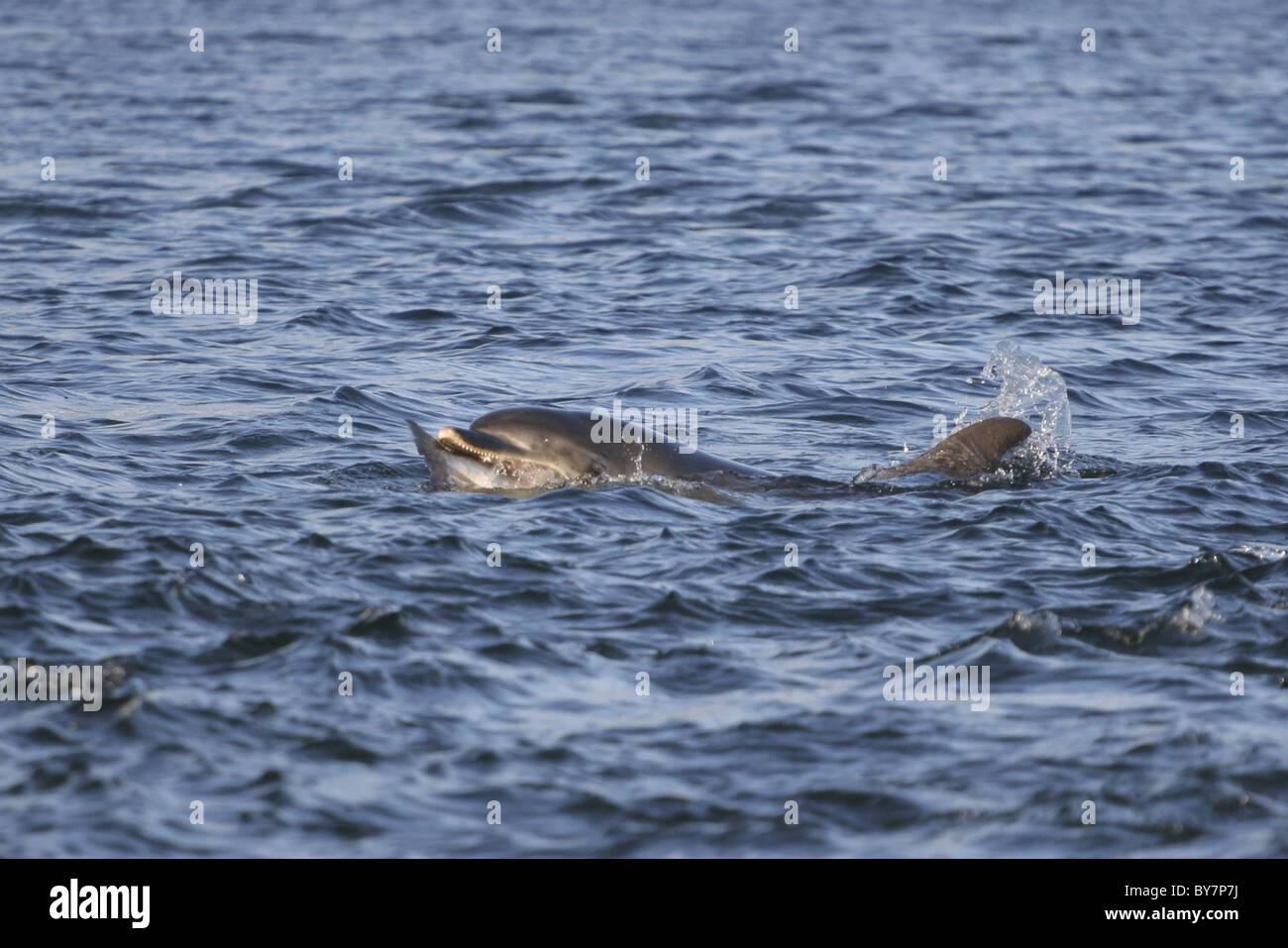Bottlenose Dolphin (Tursiops truncatus) eating a fish, Moray Firth, Chanonry Point, Scotland, UK Stock Photo
