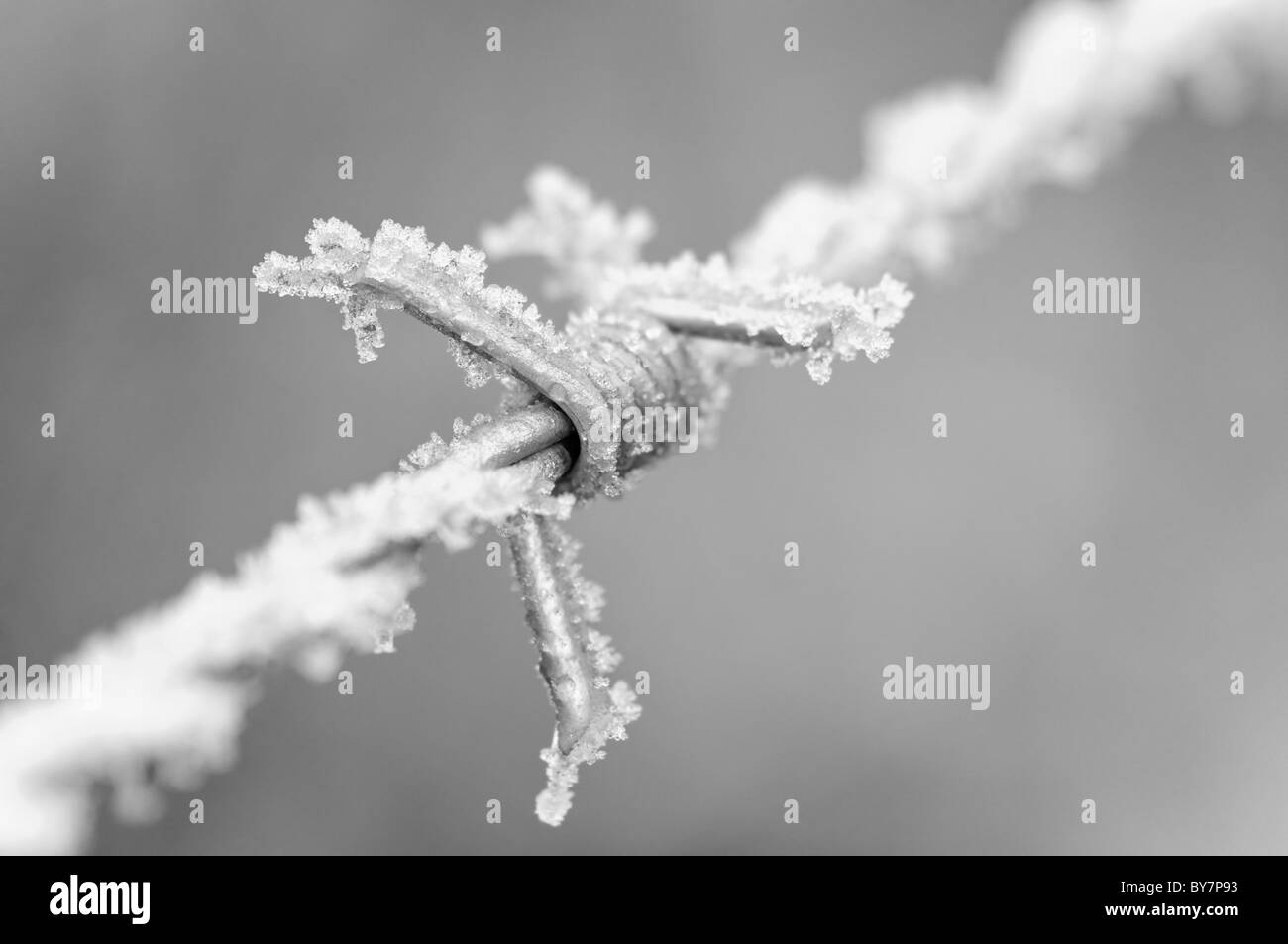 Detail of frost on a barbed-wire fence. In Black and White. Stock Photo