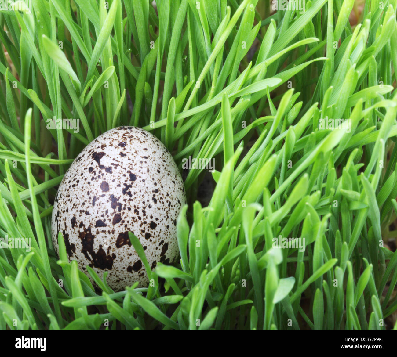 Quail egg in green grass Stock Photo Alamy