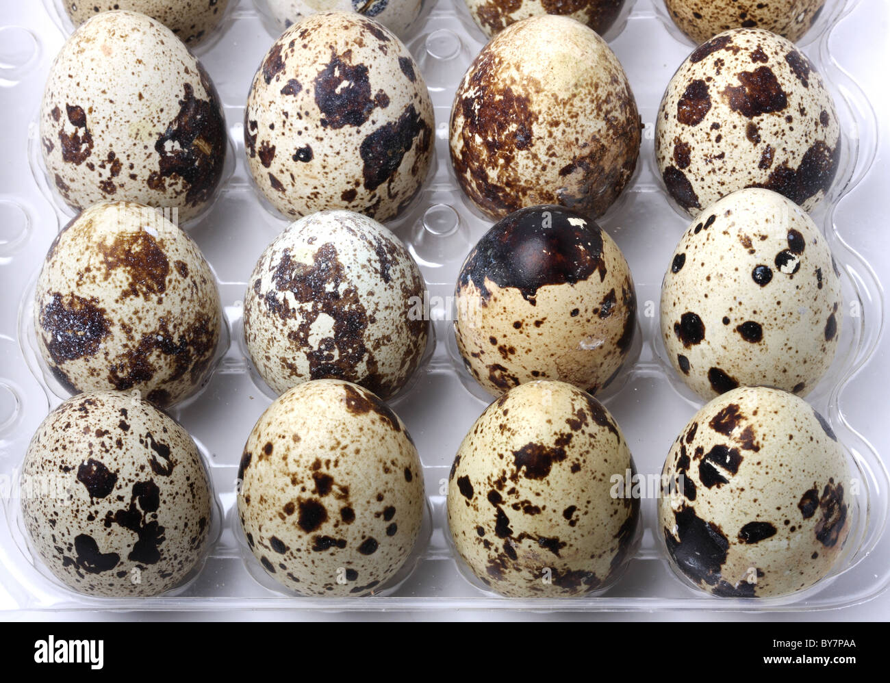 Quail eggs in pack Stock Photo Alamy