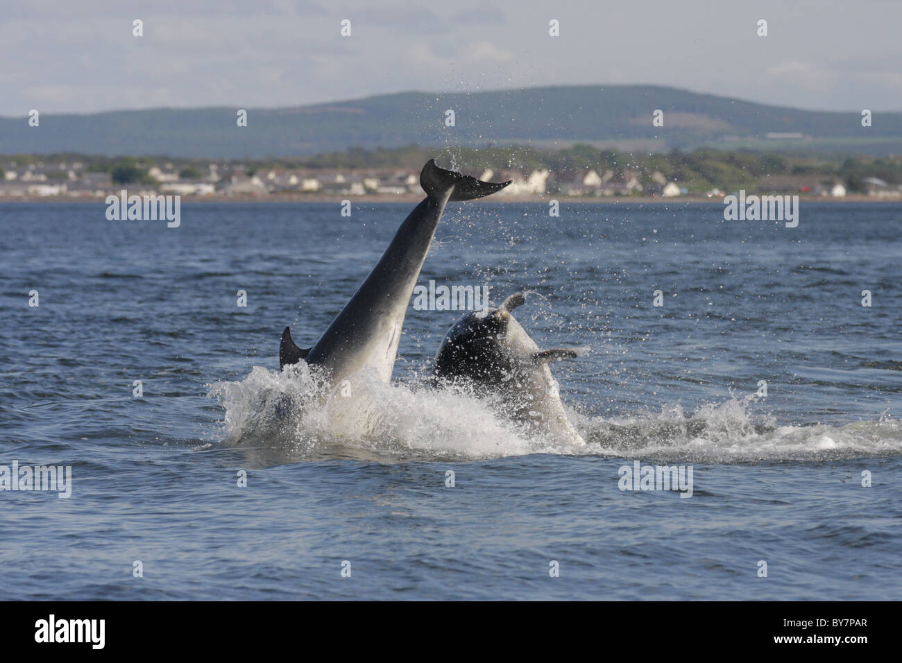 Two adult Bottlenose Dolphins (Tursiops truncatus) breaching in the Moray Firth, Scotland, UK Stock Photo