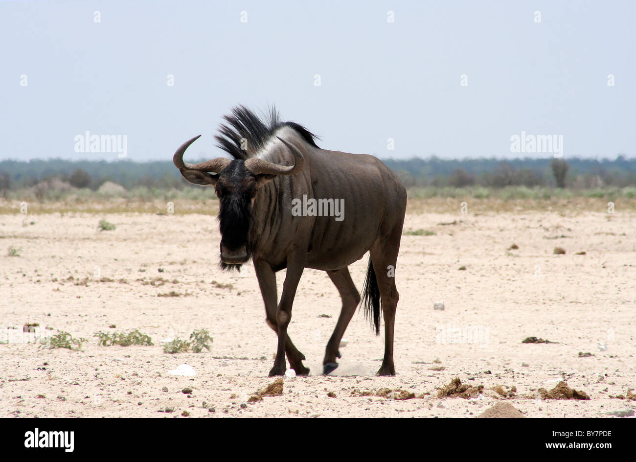 gnu Images High Quality Grahic Blue wildebeest gnu etosha hi-res stock photography and images - Alamy