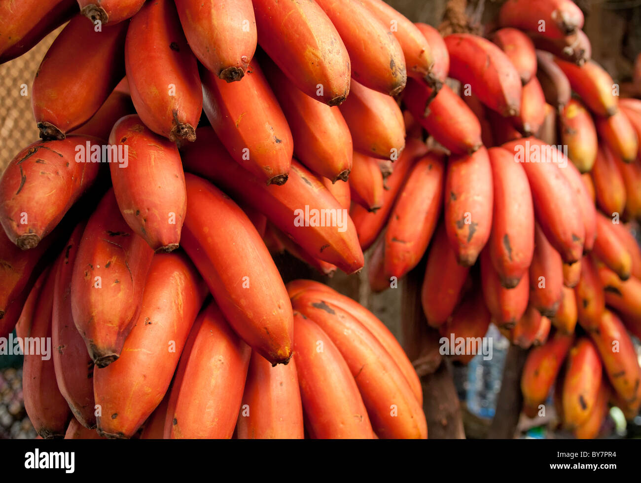 Gampola hires stock photography and images Alamy