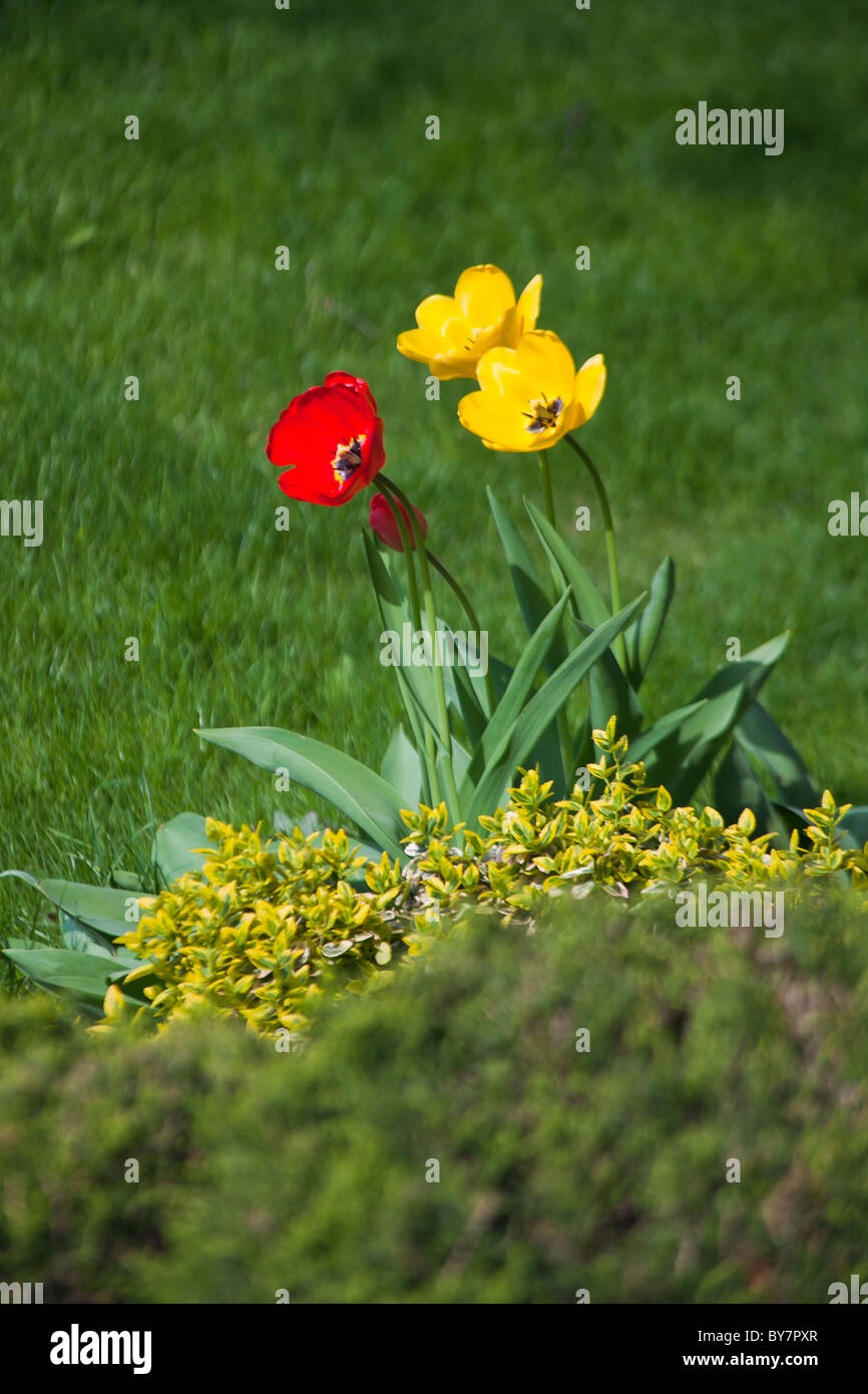 Red and Yellow Tulips Stock Photo - Alamy