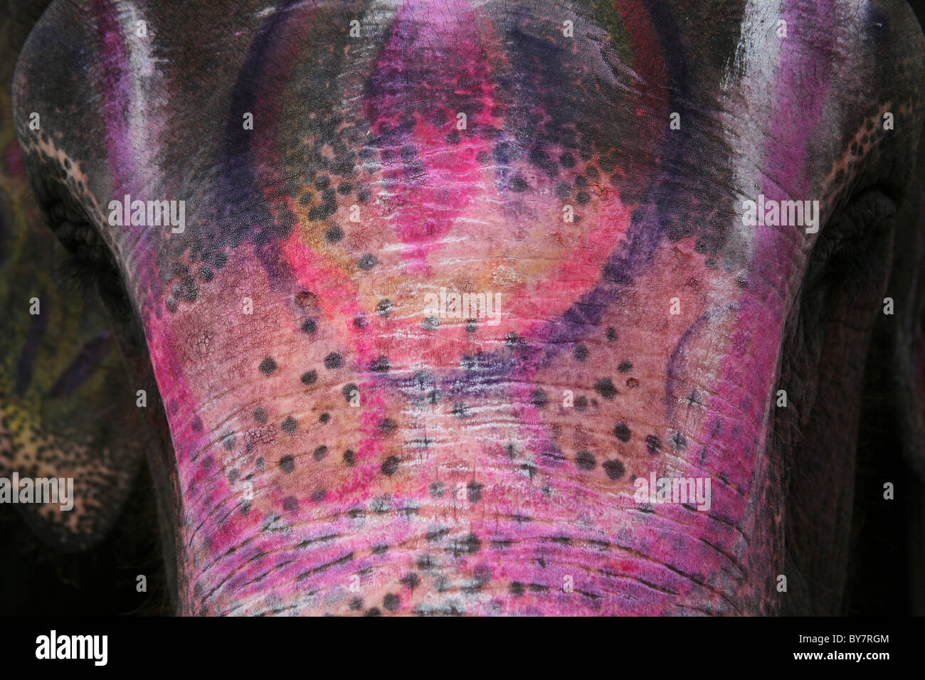 Portrait of a powder adorned Holi elephant Stock Photo
