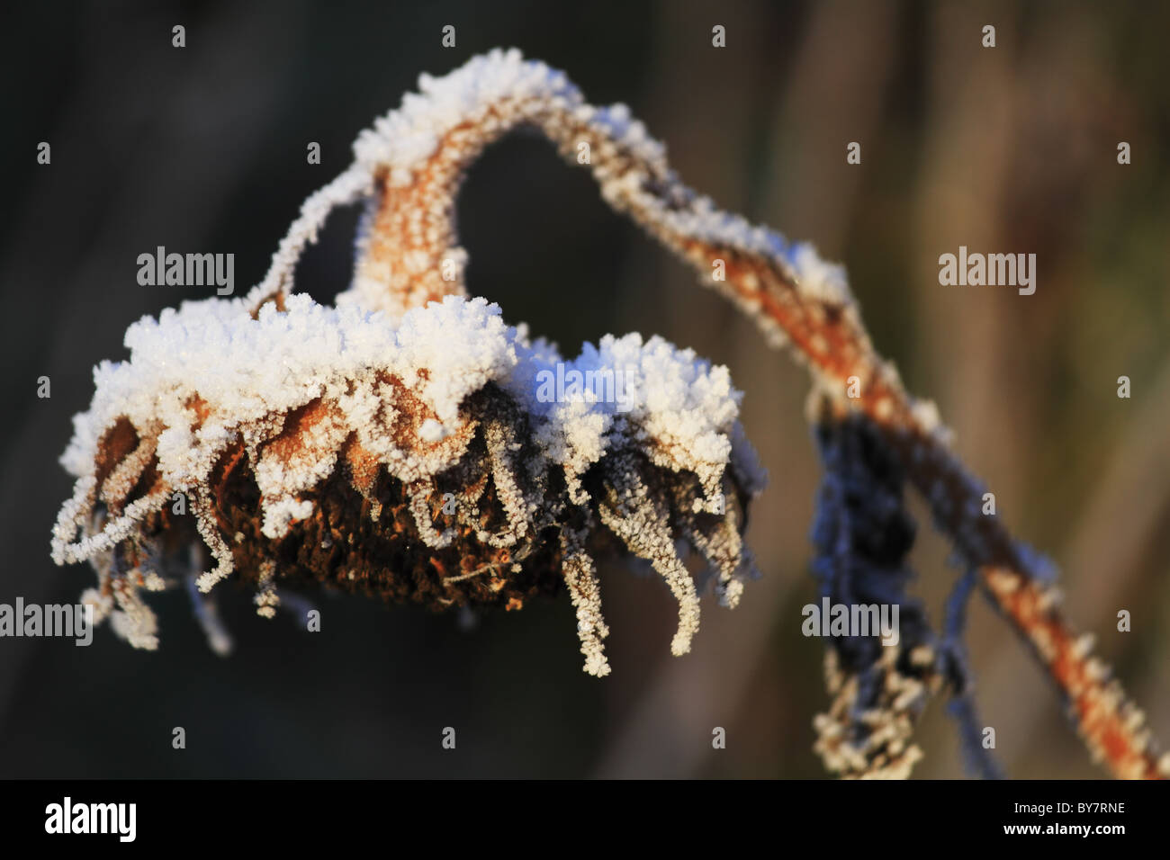 A dead sunflower head covered in frost and snow. Stock Photo