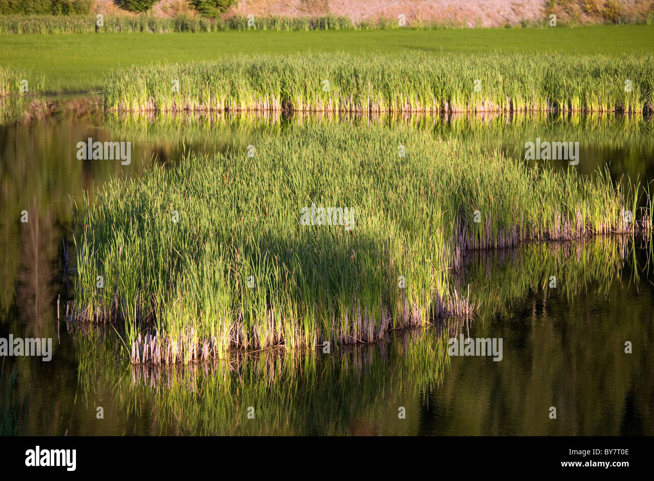 Marsh at Wolf Lodge Bay, Coeur D Alene, Idaho Stock Photo - Alamy