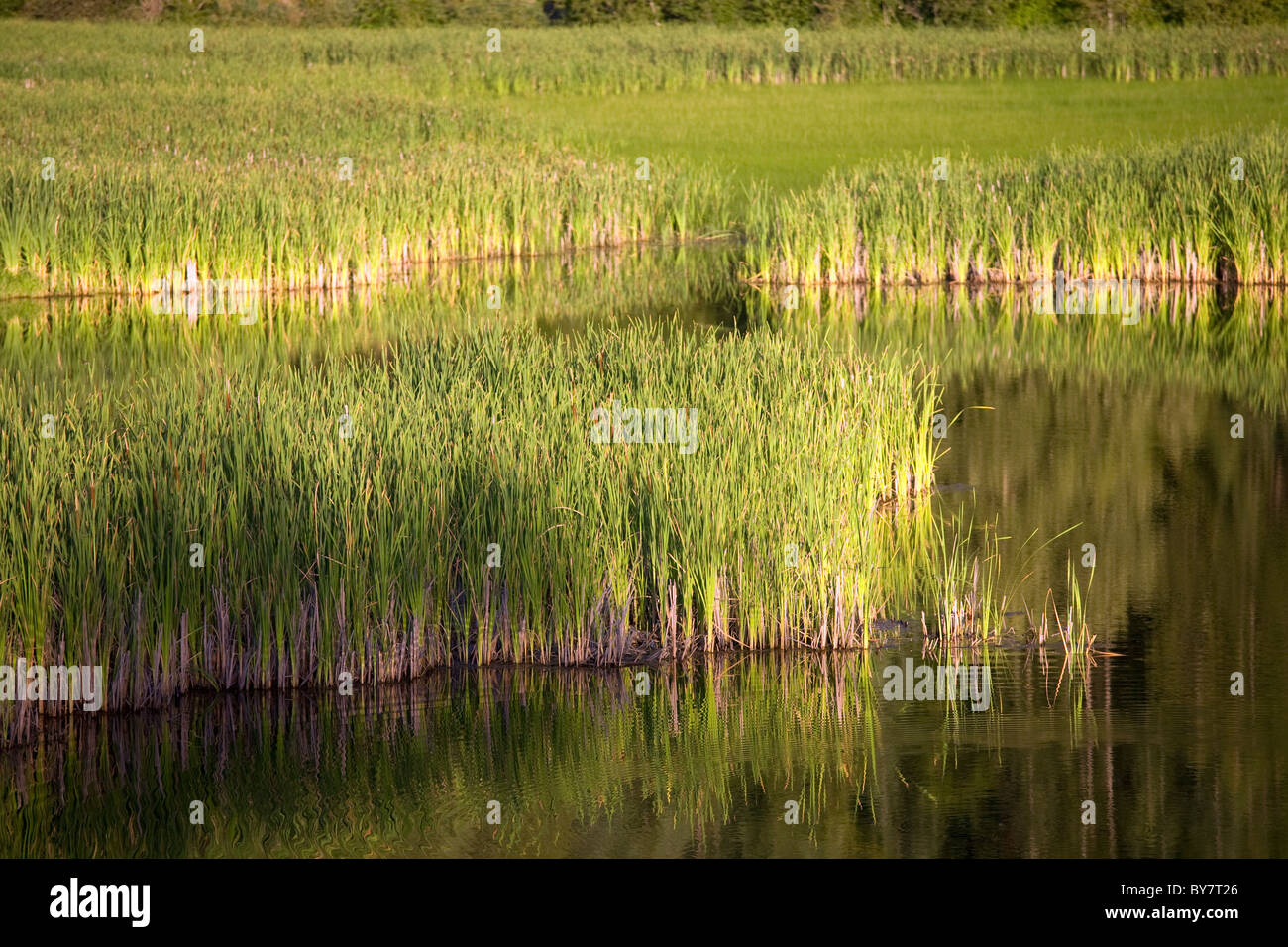 Marsh at Wolf Lodge Bay, Coeur D Alene, Idaho Stock Photo - Alamy