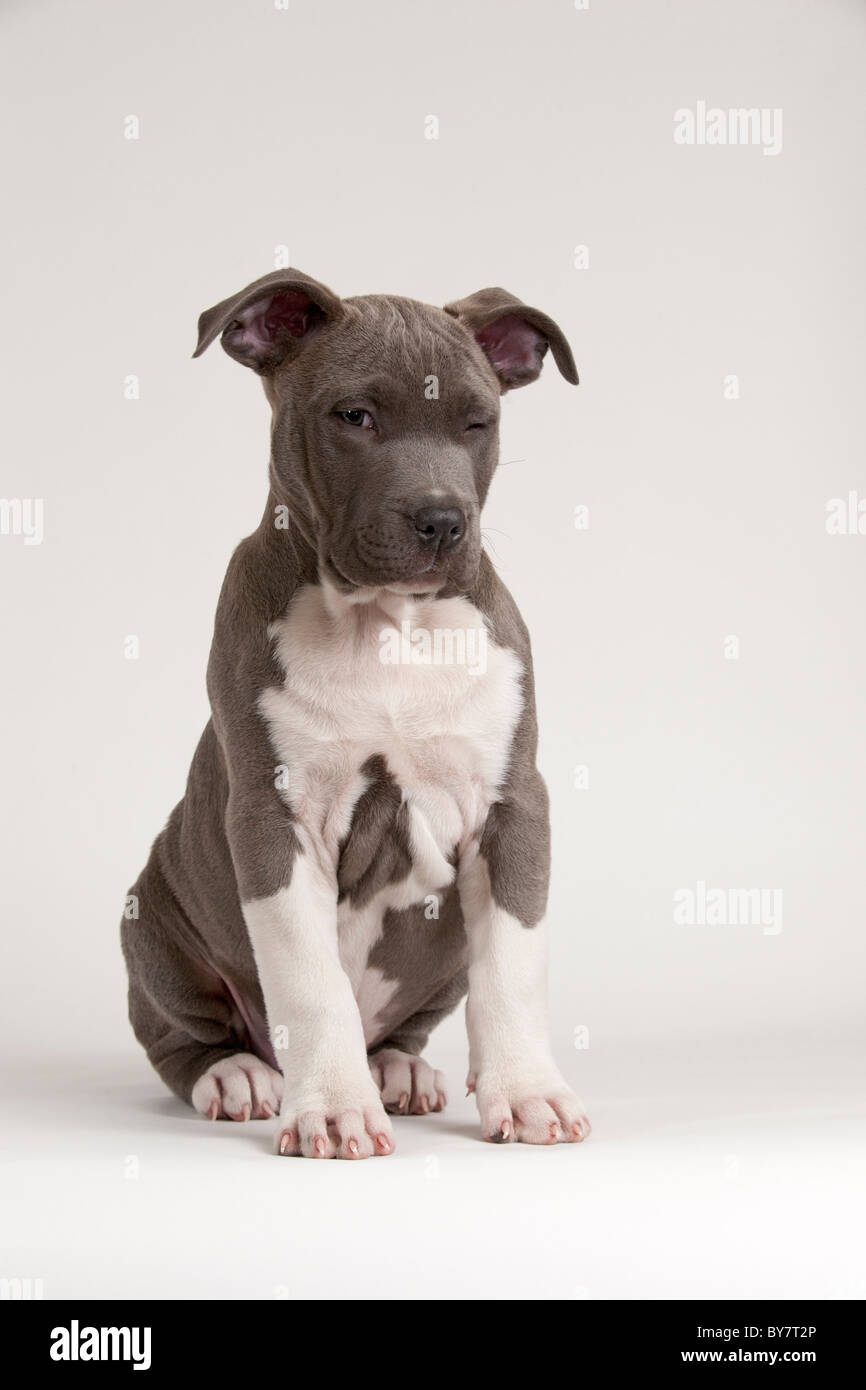 11 week old puppy hi res stock photography and images Alamy
