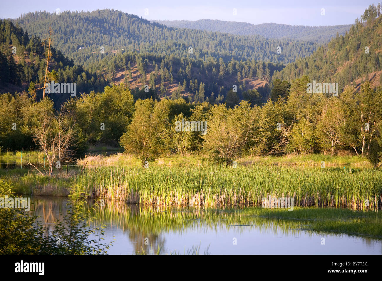 Marsh and mountain scene at Wolf Lodge Bay, Coeur D Alene, Idaho Stock