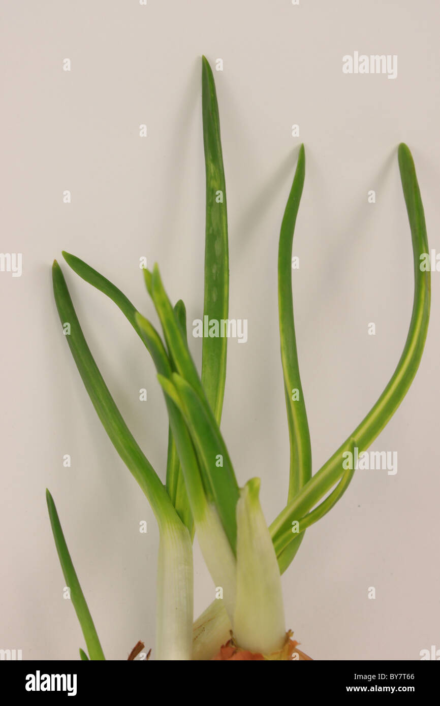 Onion plant roots hi-res stock photography and images - Alamy