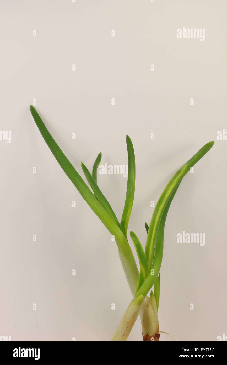 photo onion on white background close up Stock Photo - Alamy
